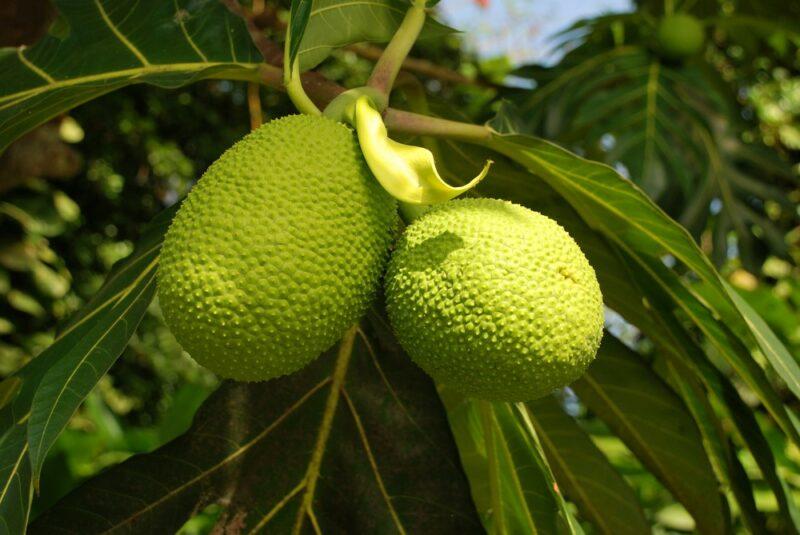 Two bright green breadfruit growing on a tree outside