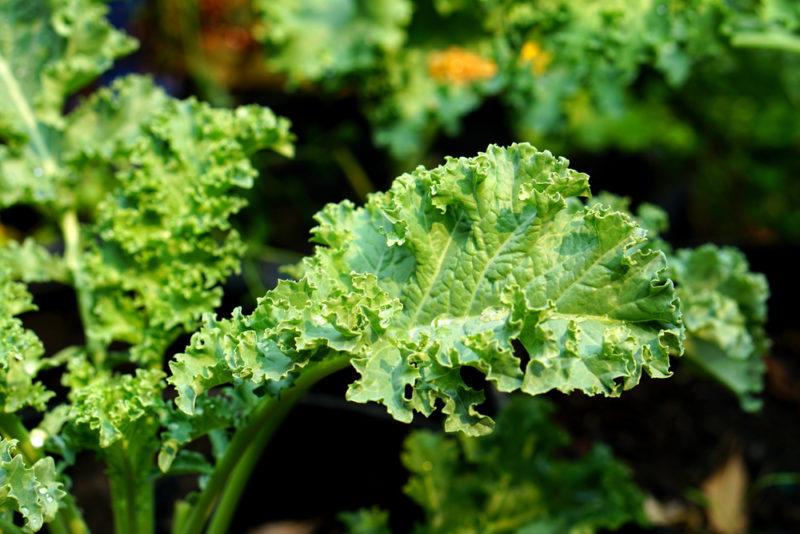 Some fresh curly kale growing in a garden