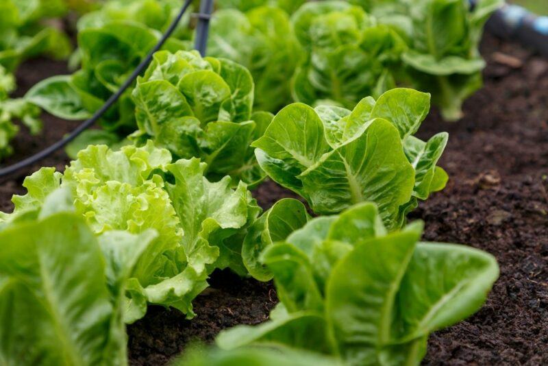 A collection of fresh lettuce growing in a garden