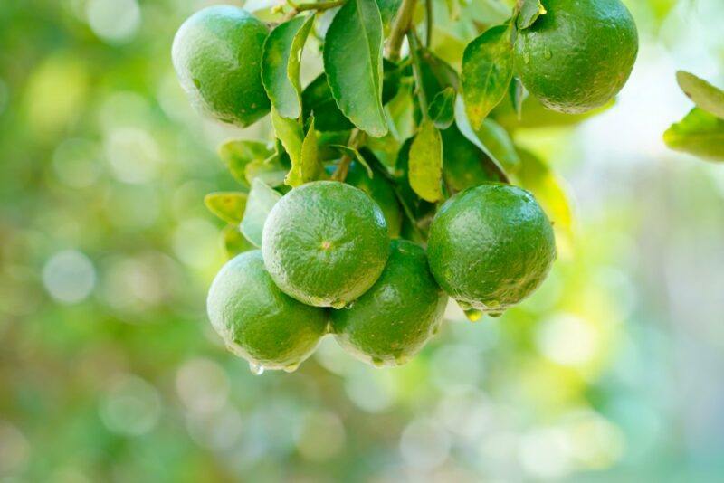 Fresh limes growing on a tree, with another tree out of focus in the background