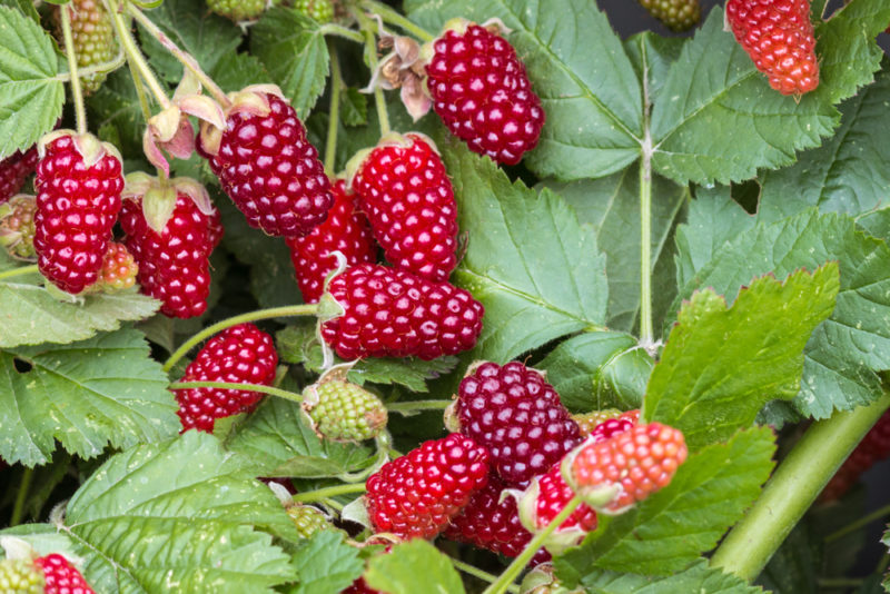 Many red and fresh loganberries against the leaves of the loganberry plant