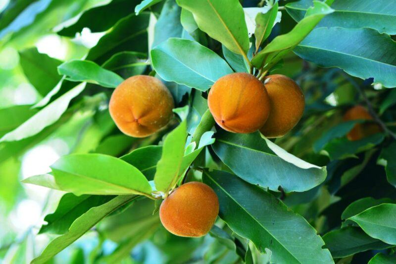 Four orange mabolo fruits growing on a green tree outside