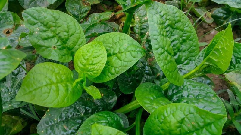 A collection of fresh malabar spinach growing in a garden, where the bumps on their leaves can be clearly seen