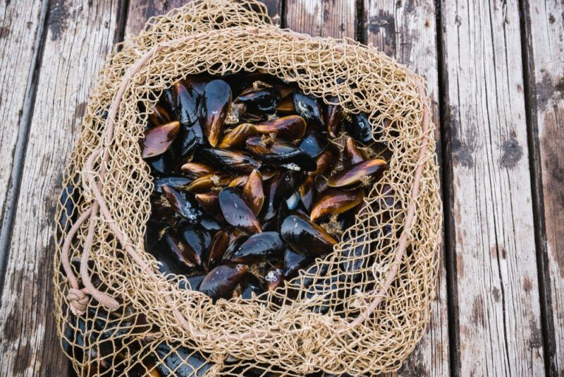 A wooden deck with a mesh bag or net and fresh mussels