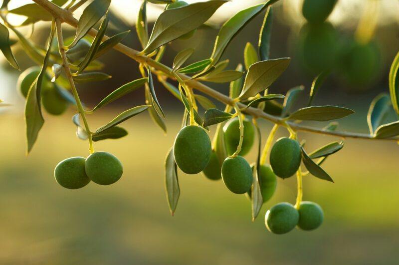 Fresh green olives growing on a tree