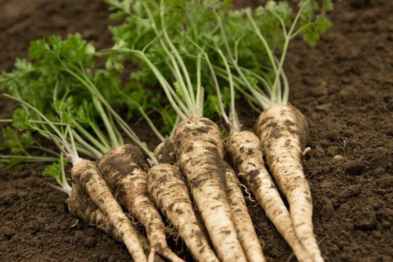 Fresh parsley laying on dirt, with the roots clearly visible