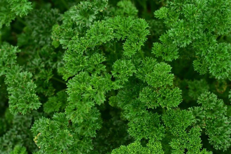 Fresh parsley growing in a garden