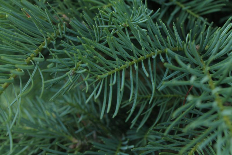 A close up shot of pine needles that might be used in a cocktail