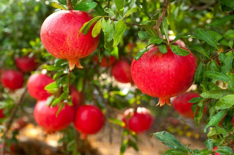 Fresh pomegranates growing outside