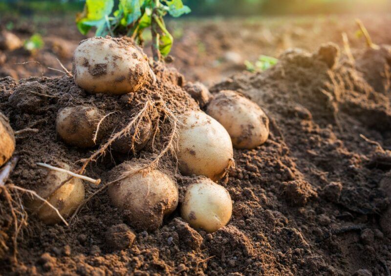 Potatoes growing in the ground