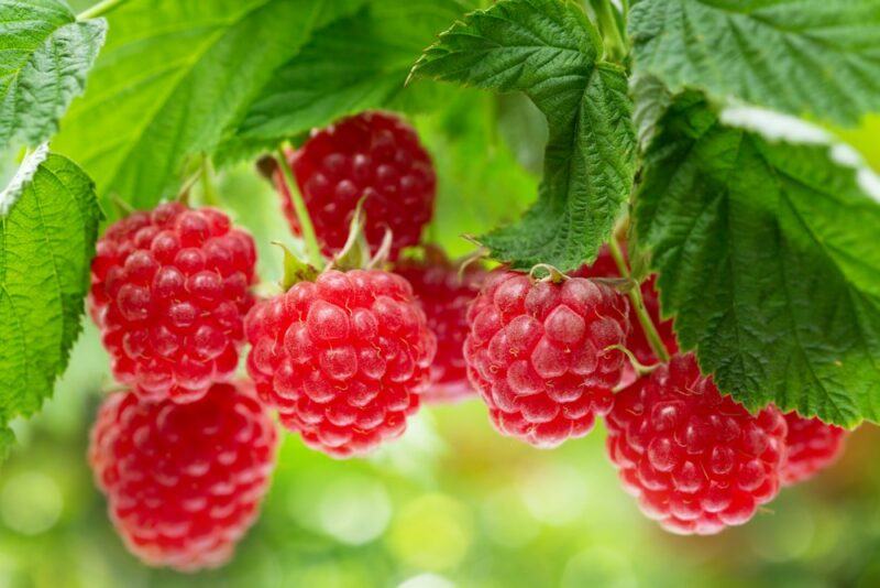 Fresh raspberries growing on a vine, with leaves above