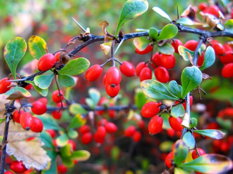 Bright red barberries growing on a bush outside