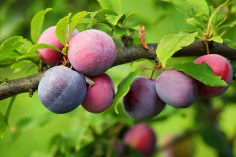 Fresh red purple plums growing on a tree outside.