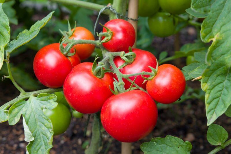 A vine growing outside with a bunch of seven bright red tomatoes, plus many green tomatoes in the background.