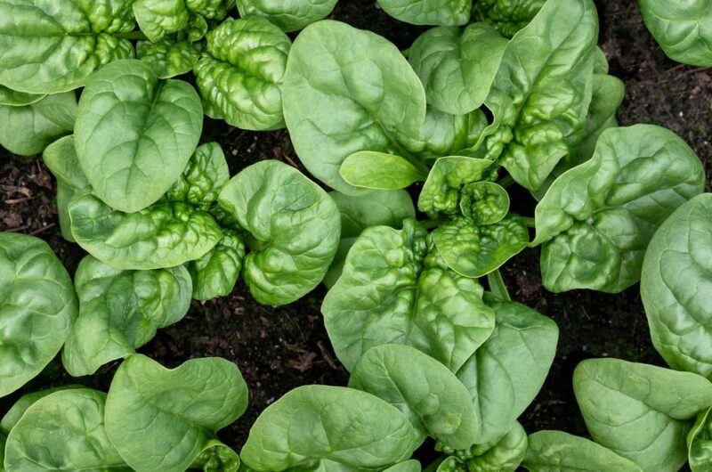 Fresh spinach growing in a garden, ready to be harvested