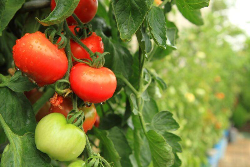 Tomato vines outside. Most of the vines are out of focus, but those on the left side of the frame can be seen clearly and include a stalk of fresh red tomatoes and some green ones.