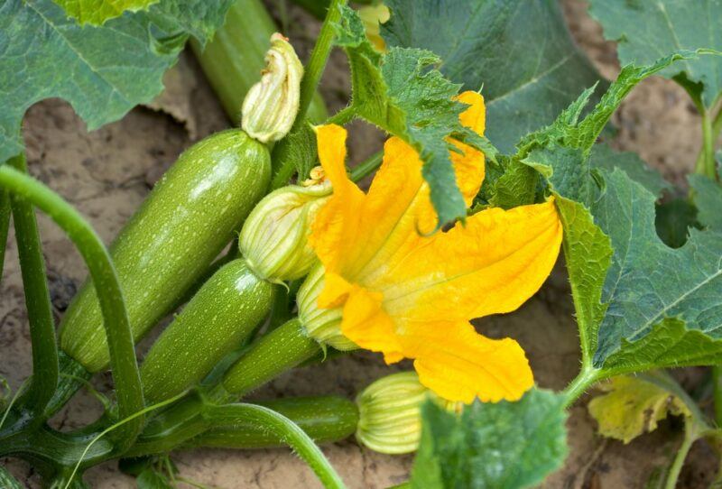 Zucchini growing in a garden, where you can see the leaves