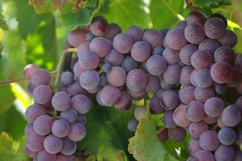 Gaglioppo Grapes