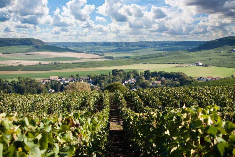 Gamay grapes growing on vines in the alps of France