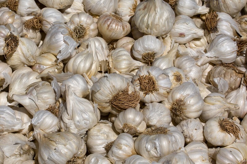 This photo shows an overhead view of several white bulbs of garlic.