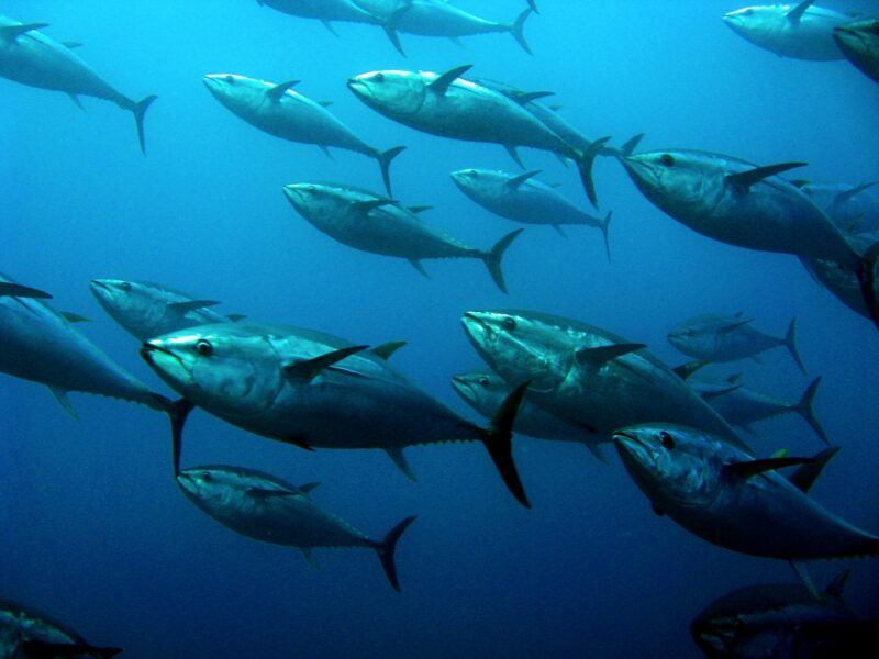 Giant tuna fish swimming in the ocean