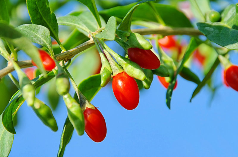 Bright red goji berries on a tree against a clear blue sky