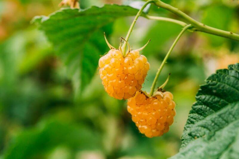 Two golden raspberries growing outside