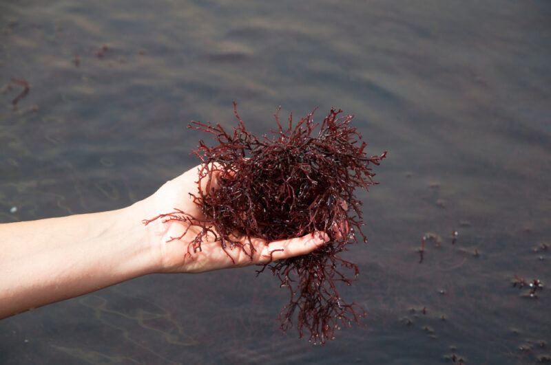 a hand holding a bunch of Gracilaria over open water