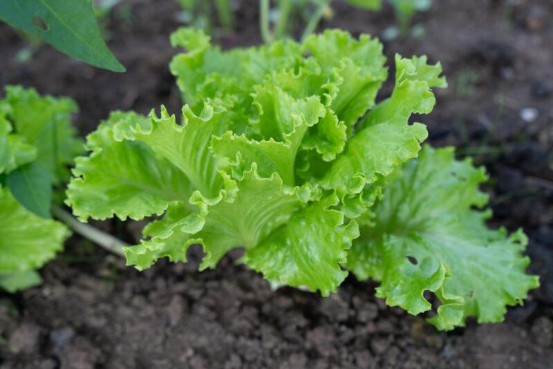 closeup image of Grand Rapids lettuce planted on the ground