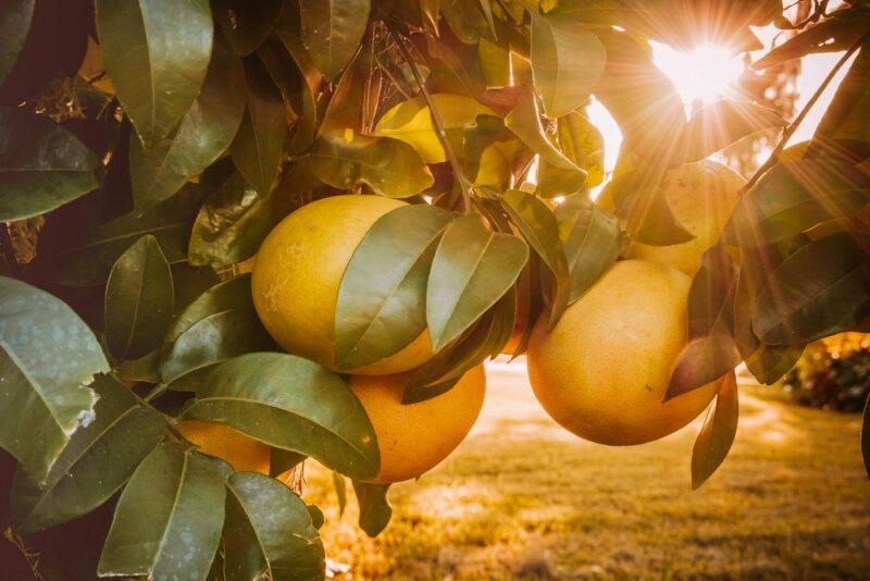 Grapefruit growing on a tree with the sun filtering through the branches