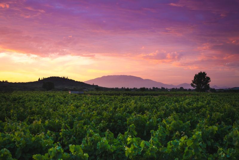 Greek Vineyard with Xinomavro Grapes