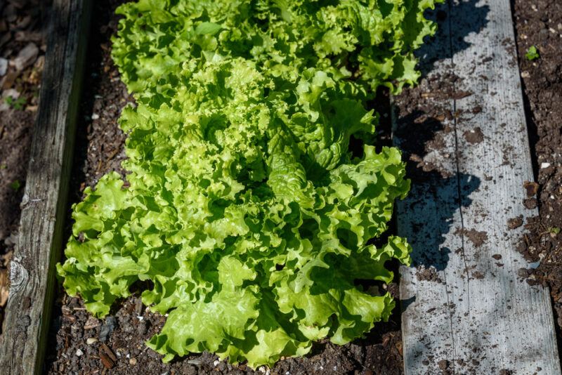 a row of Green Ice lettuce planted on the ground