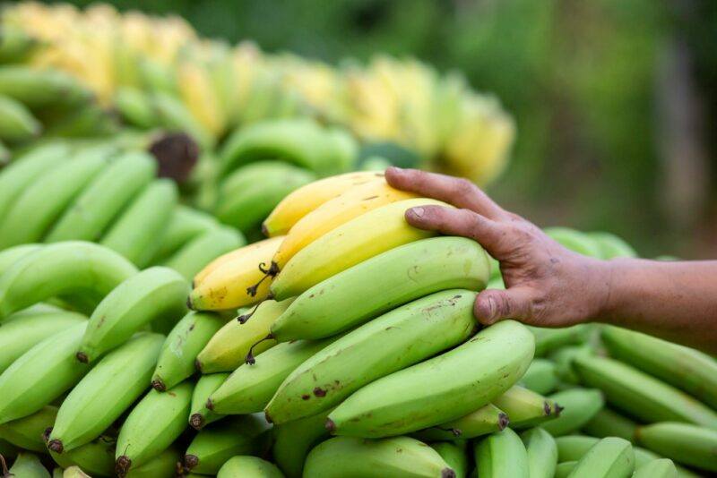 A collection of green bananas and a few yellow ones outdoors, with someone's hand reaching onto them