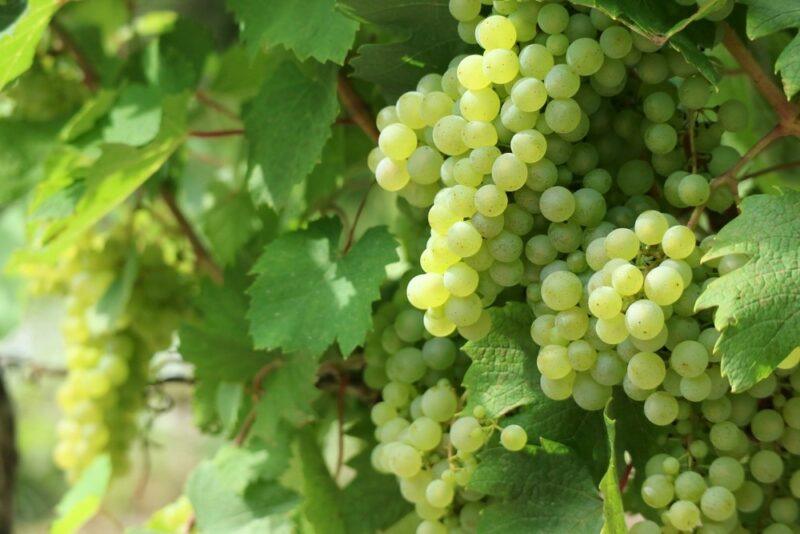 Fresh green grapes growing on vines