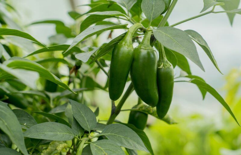 Three green jalapenos growing outside