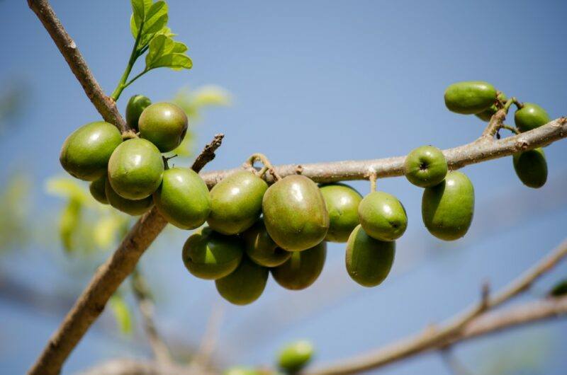 Many green jocote fruit growing on a vine against a blue sky