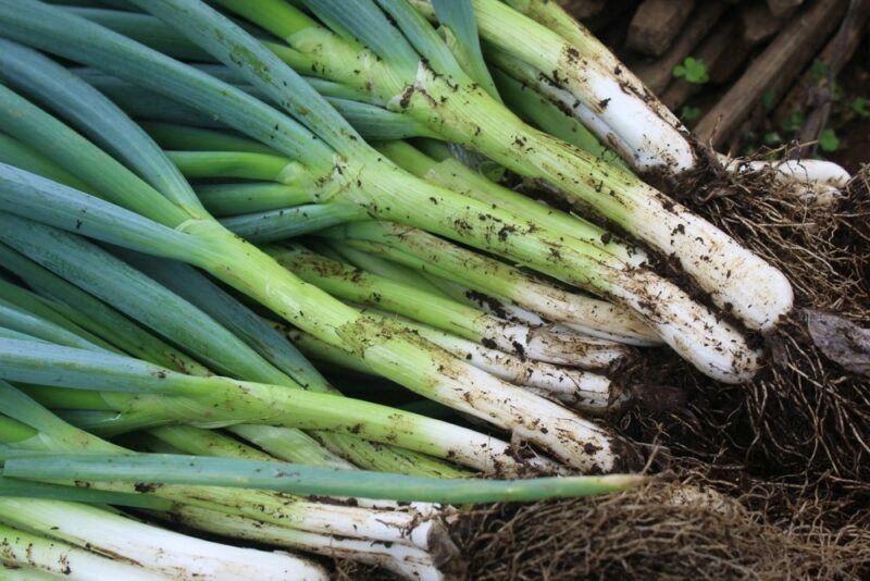 A selection of green onion stalks with their roots still attached. There are flakes of dirt over most parts of the green onions.