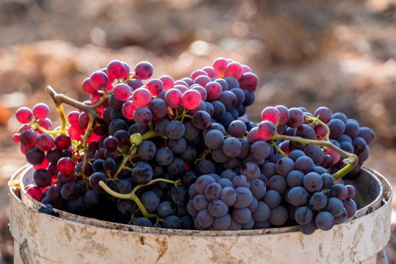 Grenache Grapes