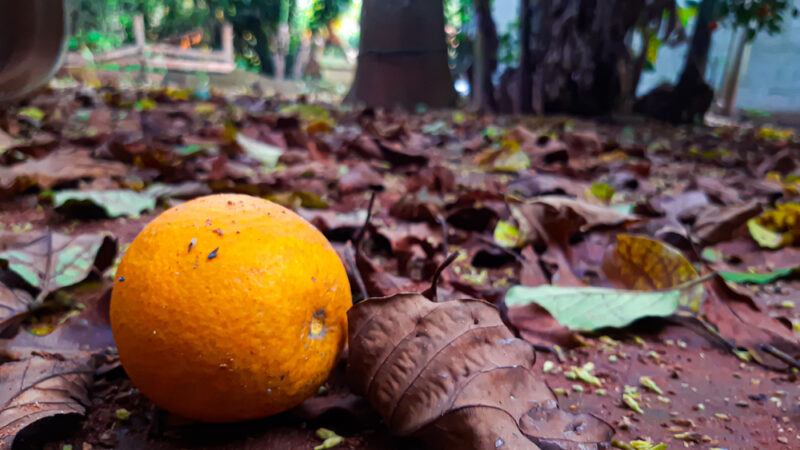 a closeup image of a single Hamlin orange on the ground