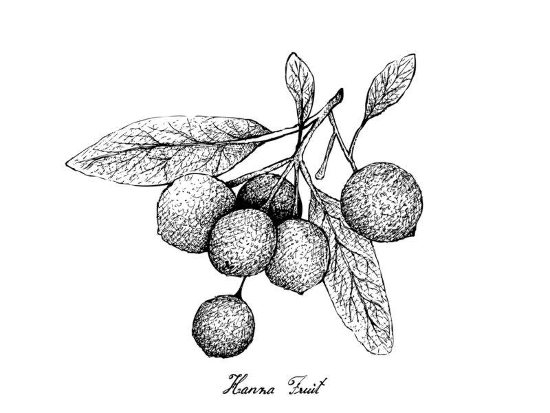 An illustration of Hanza fruits