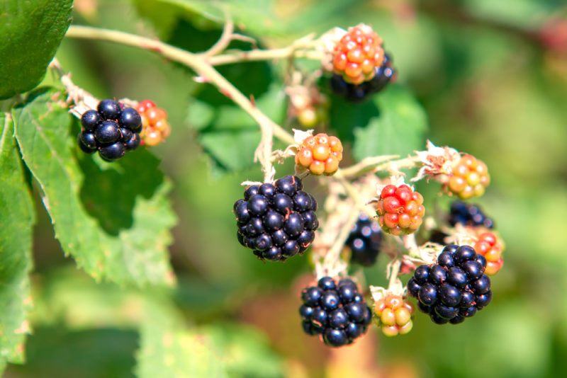 Himalayan blackberries growing on a shrub. Some are black and ripe, while others are a much lighter color