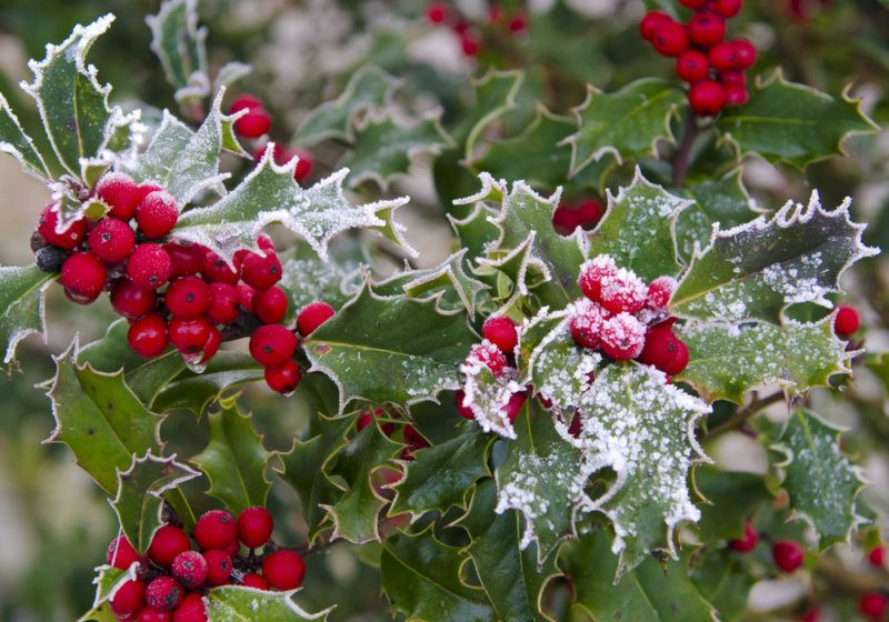 Stechpalmenblätter mit roten Beeren und Schnee in der Nähe von Weihnachten