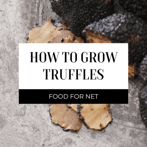 Can You Eat Lentils Raw? | Food For Net