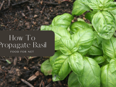 Fresh basil growing in the dirt, looking at how to propagate basil