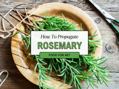 A wooden dish with fresh rosemary sprigs, looking at how to propagate rosemary