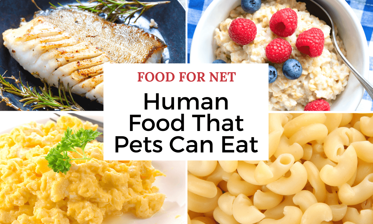 Four types of human food that pets can eat including fish, oatmeal, scrambled eggs, and macaroni cheese