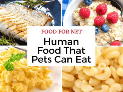 Four types of human food that pets can eat including fish, oatmeal, scrambled eggs, and macaroni cheese