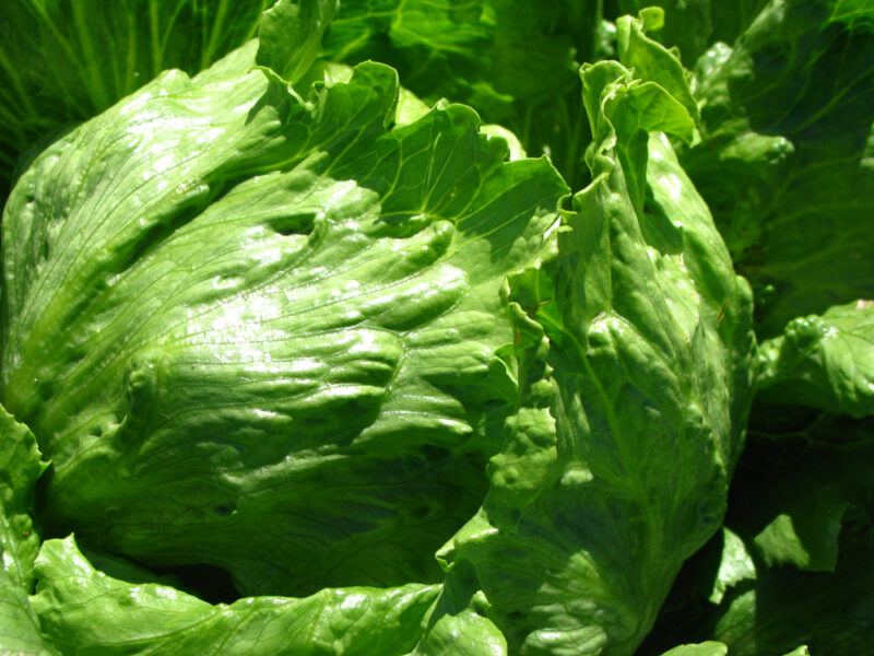 closeup image of a head of Imperial lettuce