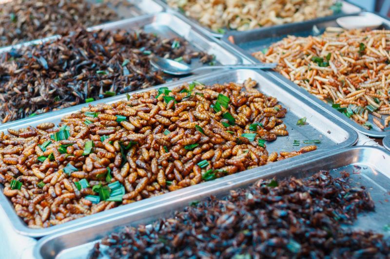 Metal containers with insects