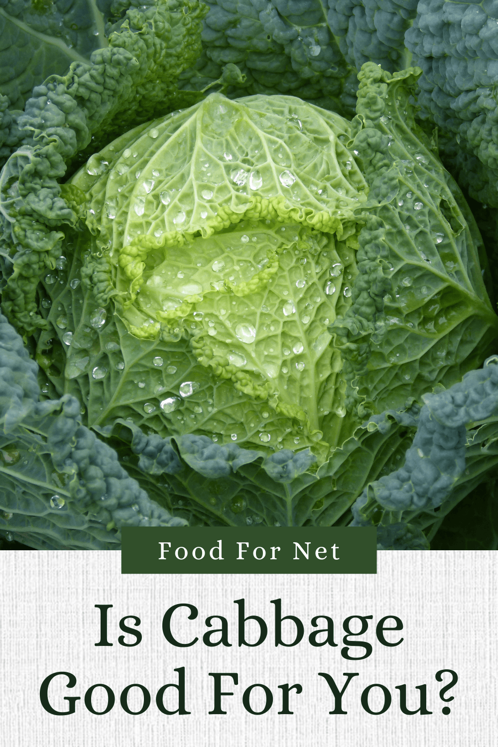 A fresh cabbage with water droplets, and the question is cabbage good for you?